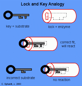 Modelo llave-cerradura