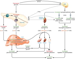 Metabolismo de la glucosa y respuesta múltiple