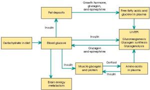 Hormonas reguladoras de la glucosa
