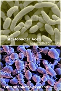 Bacterias acéticas