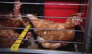 Mejoras en las granjas de gallinas ponedoras